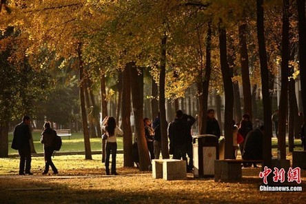 成都進入銀杏最佳觀賞期