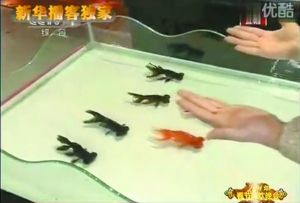 53家動保組織致信央視要求停演金魚魔術(shù)