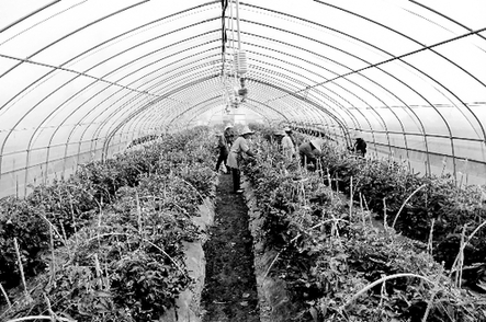 田頭價賤無人問零售價卻居高 “菜籃子”怎么啦