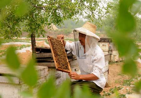 棗花飄香蜂客來