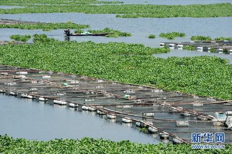 水葫蘆泛濫成災(zāi) 福建全力“清剿”