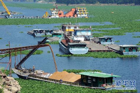 水葫蘆泛濫成災 福建全力“清剿”