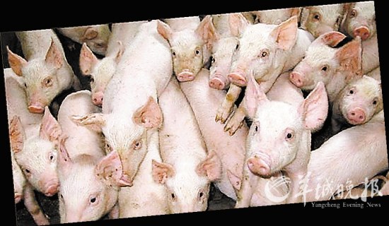 第一個人獸混合胚胎來自中國