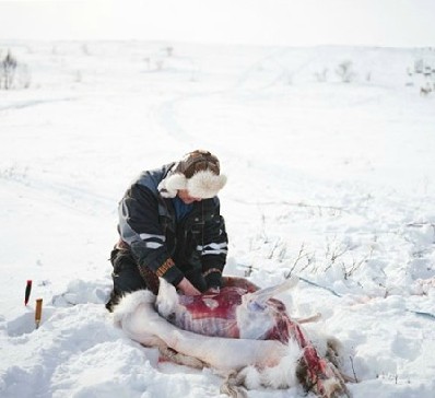 生活在北極圈的薩米族部落