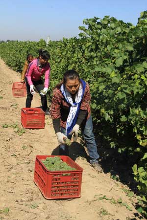 張裕的西部戰略