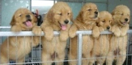 心情不好時看看這些趣圖吧