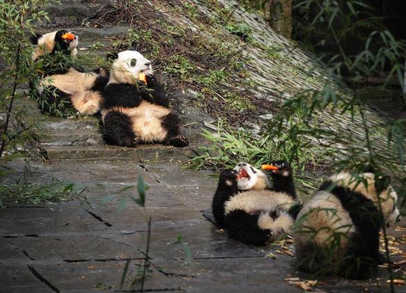 熊貓幼兒園里的幸福生活
