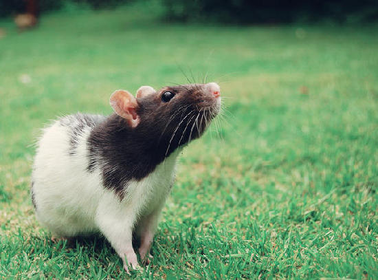 現(xiàn)實(shí)版