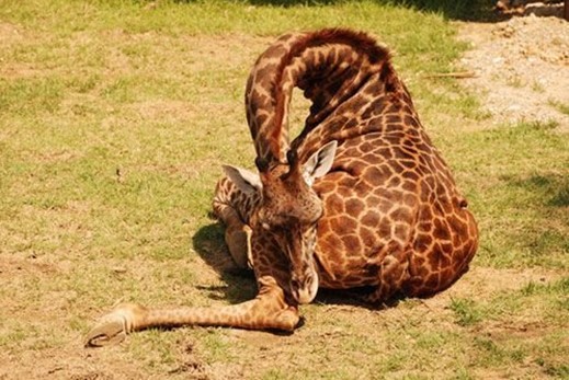 動(dòng)物如何睡覺(jué) 銷魂睡姿