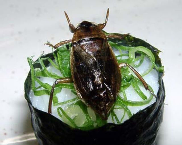 重口味:昆蟲(chóng)壽司你敢吃嗎?