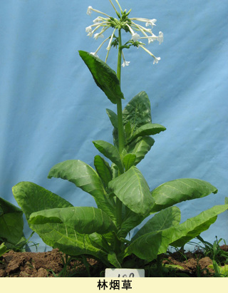 中國煙草基因組計劃獲重大突破 有助降低煙草危害