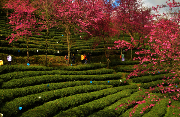 南澗無量山：冬日櫻花迷人眼