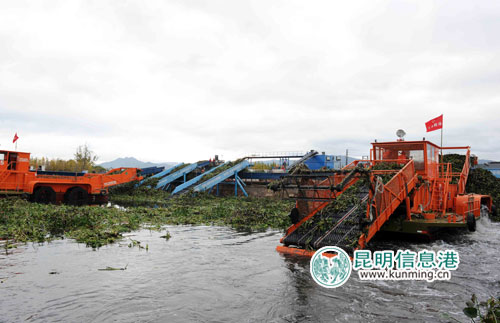 昆明草海水葫蘆采收完成90% 2月8日前全面結(jié)束