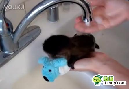 能買猴子當寵物 人類已經無法阻止網購了