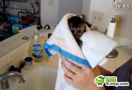 能買猴子當寵物 人類已經(jīng)無法阻止網(wǎng)購了