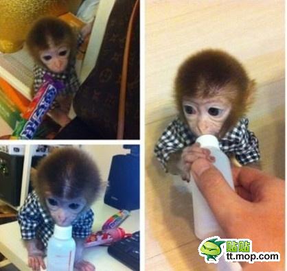 能買猴子當寵物 人類已經無法阻止網購了