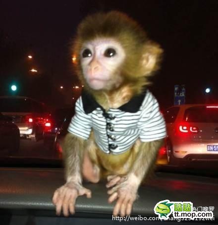 能買猴子當寵物 人類已經(jīng)無法阻止網(wǎng)購了