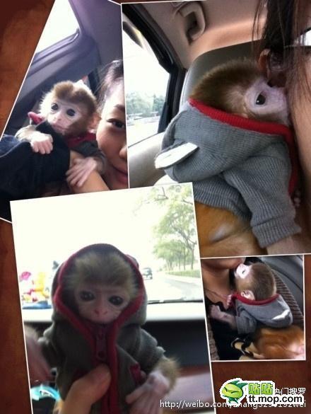 能買猴子當寵物 人類已經無法阻止網(wǎng)購了