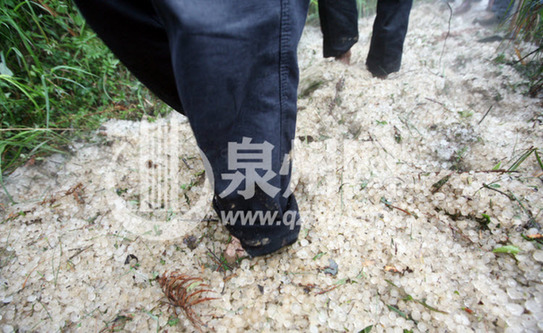 安溪南安遭遇百年不遇冰雹暴雨侵襲(圖)