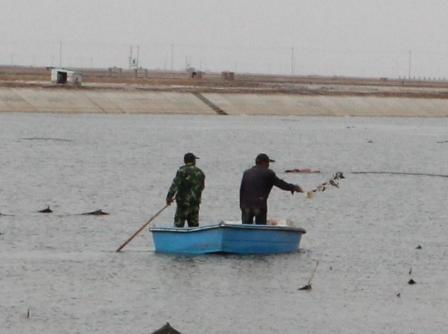 東營現代漁業示范區成為藍色高效生態樣板