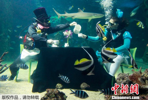 悉尼水族館潛水員水下同飲“下午茶”