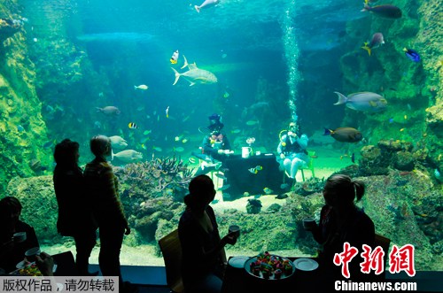 悉尼水族館潛水員水下同飲“下午茶”