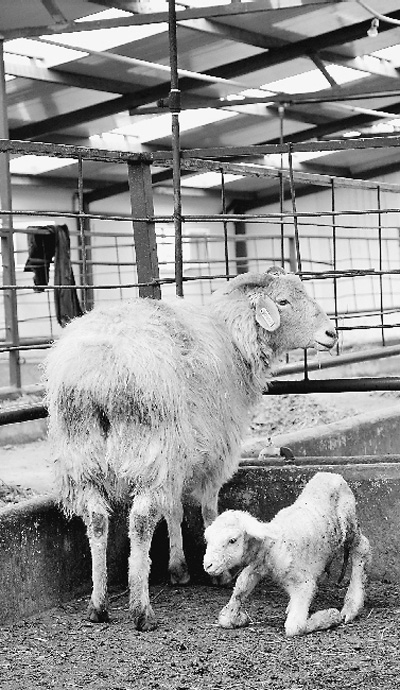 世界首例手工克隆綿羊“鵬鵬”帶來了什么?(圖)