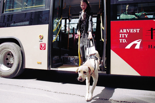 沈陽(yáng)導(dǎo)盲犬乘公交 遭司機(jī)熄火拒載