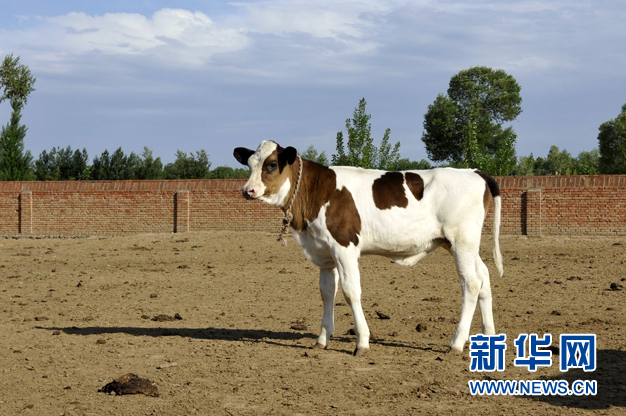 世界首例轉(zhuǎn)基因