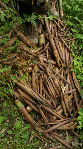 民間野考隊稱發(fā)現(xiàn)神農(nóng)架野人活動新證據(jù)