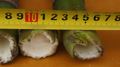 民間野考隊稱發(fā)現(xiàn)神農(nóng)架野人活動新證據(jù)