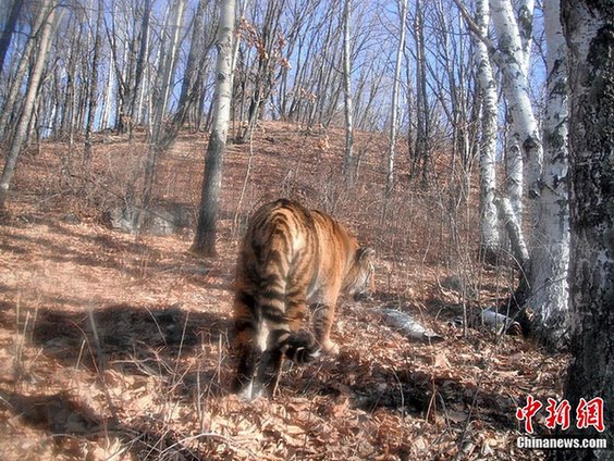 吉林省長(zhǎng)白山區(qū)再次拍攝到野生東北虎
