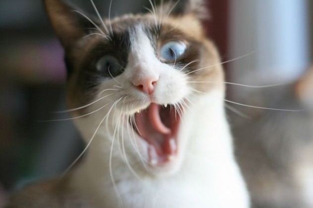 那些超萌寵物的爆笑瞬間