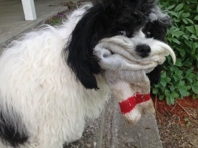 那些超萌寵物的爆笑瞬間