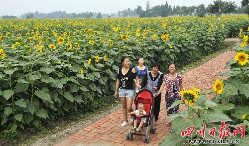 綿竹開辟千畝花田體驗(yàn)觀光農(nóng)業(yè)