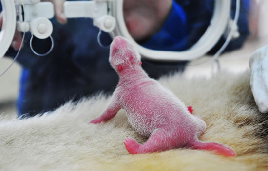 今年全球首對雙胞胎熊貓寶寶誕生