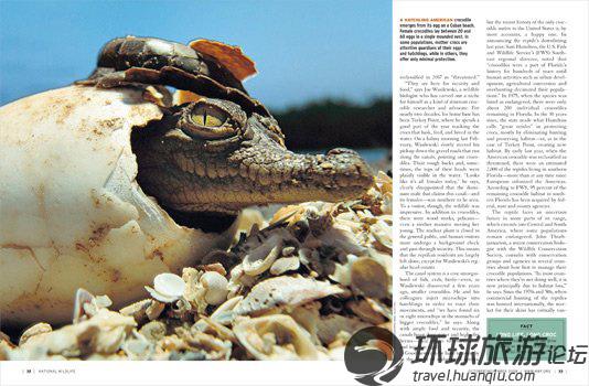 揭美國(guó)核電站鱷魚成群之謎