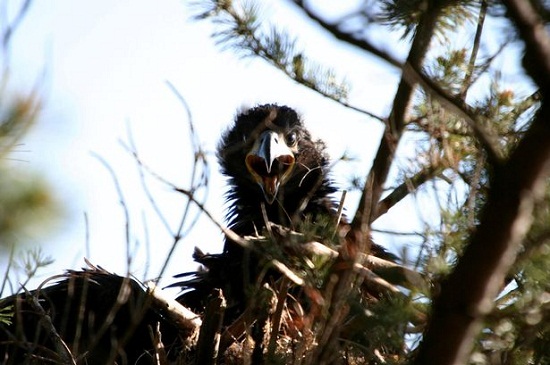 小海鷹當起“啃老族” 遲遲不肯飛離巢穴(圖)
