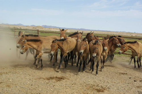 甘肅敦煌：21匹普氏野馬放歸大自然