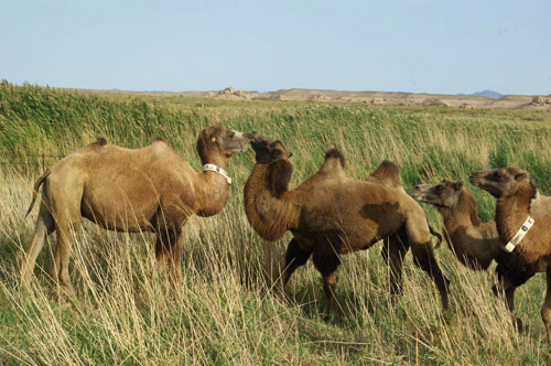 甘肅敦煌：21匹普氏野馬放歸大自然