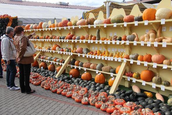 實拍德國南瓜大賽：503公斤“南瓜王”奪冠