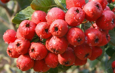 養(yǎng)生須知：節(jié)日大餐過(guò)后八款食品刮油