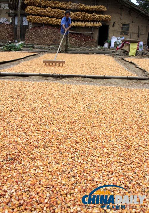 糧食實(shí)現(xiàn)“九連增”全國秋糧已收獲9.71億畝