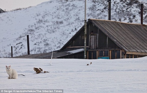 生猛貓咪為保衛領地驅趕狐貍 霸氣十足(組圖)