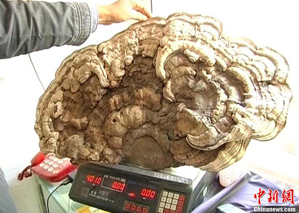 江西藥農采到重逾4公斤野生特大靈芝