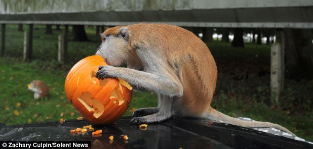 滑稽！英動物園猴子戴萬圣節面具嚇同伴(組圖)
