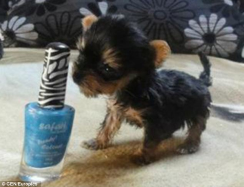 世界最小狗狗沒手機(jī)高 欲申請世界紀(jì)錄(圖)