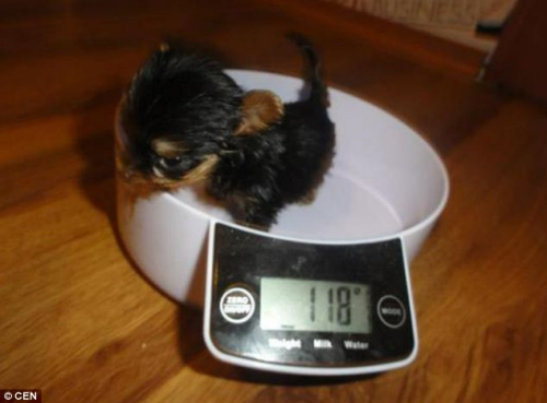 世界最小狗狗沒手機(jī)高 欲申請世界紀(jì)錄(圖)