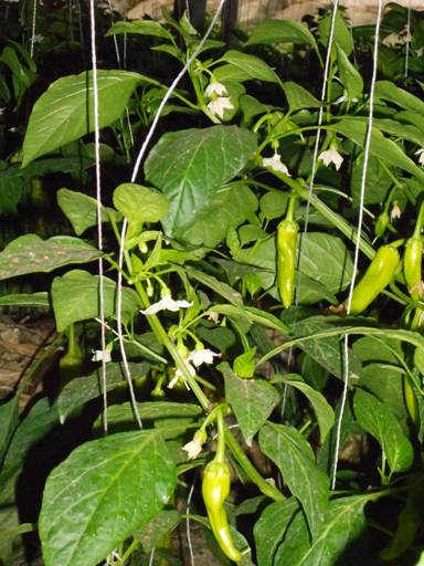 十八大后看河北:涿州尋找幸福的足跡