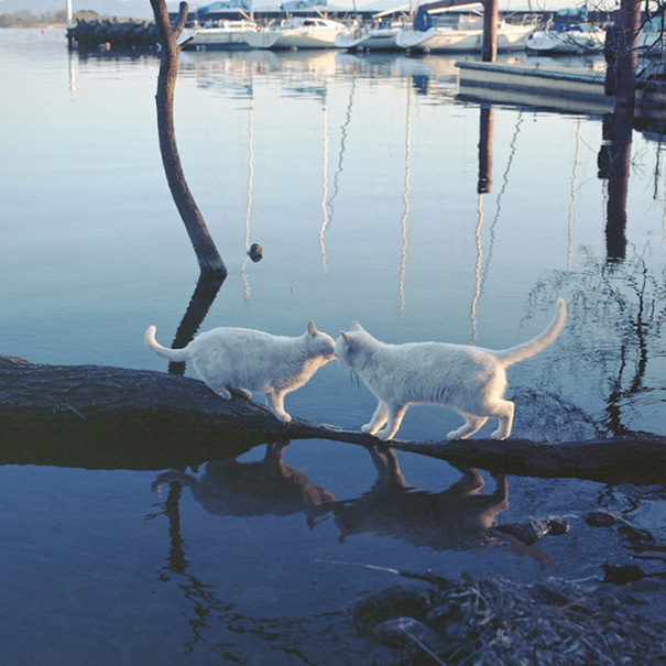 陽(yáng)光下 我愿做一只慵懶的喵星人[組圖]